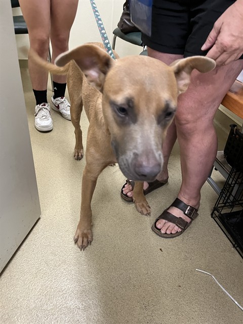Shelter Stray Male Dog last seen CAMELLIA BARK PARK, 31078 LA-36, Lacombe, LA 70445, USA