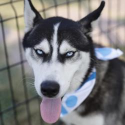 Shelter Stray Male Dog last seen BARCLAY, 4710 TX-151, San Antonio, TX 78227, USA