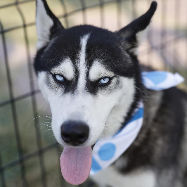 Shelter Stray Male Dog last seen BARCLAY, 4710 TX-151, San Antonio, TX 78227, USA