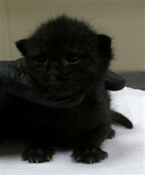 Shelter Stray Male Cat last seen , 232 Eslinger Way, Sanford, FL 32773, USA