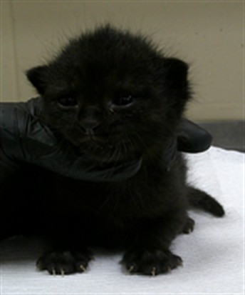 Shelter Stray Male Cat last seen , 232 Eslinger Way, Sanford, FL 32773, USA