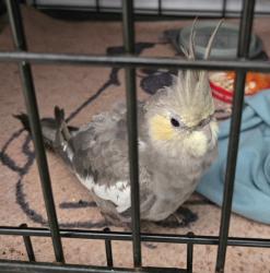 Found/Stray Unknown Bird last seen 47th St & Market St., San Diego, CA 92113