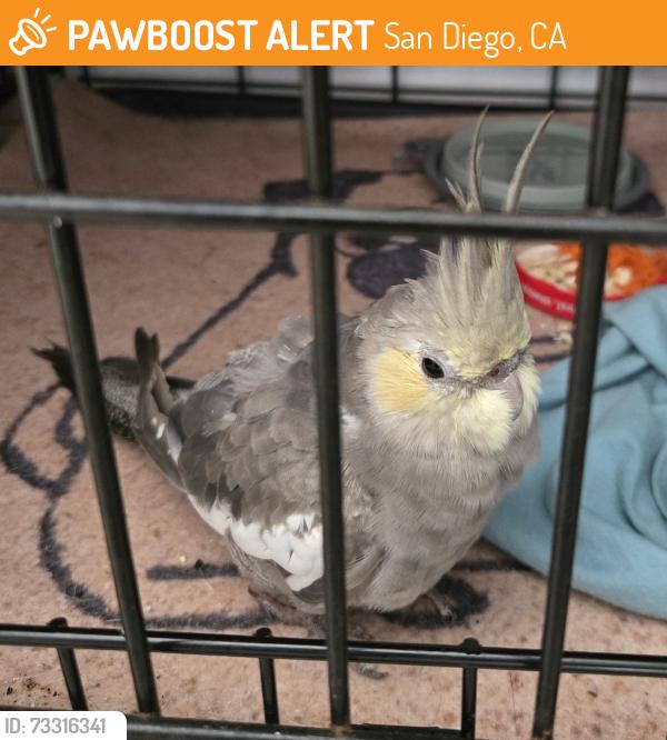 Found/Stray Unknown Bird last seen 47th St & Market St., San Diego, CA 92113