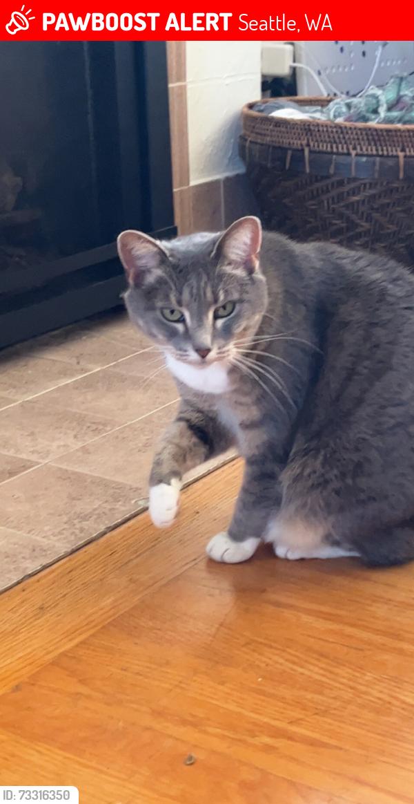 Lost Female Cat last seen 83rd and Jones, Seattle, WA 98117