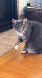 Lost Female Cat last seen 83rd and Jones, Seattle, WA 98117