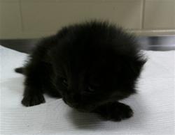 Shelter Stray Female Cat last seen , 232 Eslinger Way, Sanford, FL 32773, USA