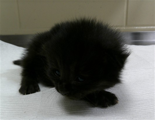 Shelter Stray Female Cat last seen , 232 Eslinger Way, Sanford, FL 32773, USA