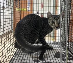 Shelter Stray Male Cat last seen , 957 N Gaffey St, San Pedro, CA 90731, USA