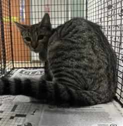 Shelter Stray Male Cat last seen , 957 N Gaffey St, San Pedro, CA 90731, USA