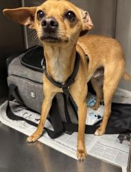 Shelter Stray Male Dog last seen , 14409 Vanowen St, Van Nuys, CA 91405, USA