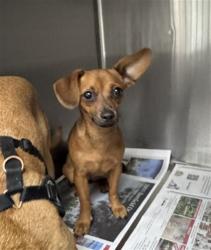 Shelter Stray Female Dog last seen , 14409 Vanowen St, Van Nuys, CA 91405, USA