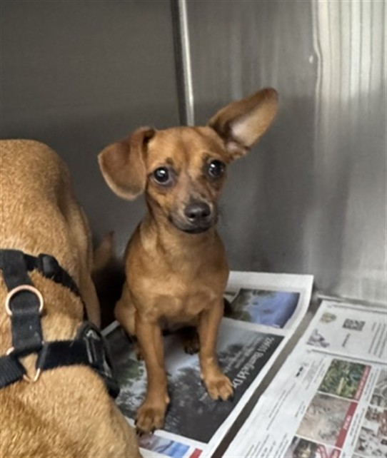 Shelter Stray Female Dog last seen , 14409 Vanowen St, Van Nuys, CA 91405, USA