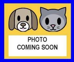 Shelter Stray Female Cat last seen HYAT RESORT, 4710 TX-151, San Antonio, TX 78227, USA