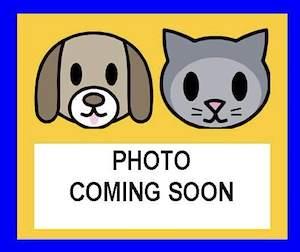 Shelter Stray Female Cat last seen HYAT RESORT, 4710 TX-151, San Antonio, TX 78227, USA