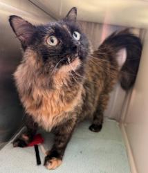 Shelter Stray Female Cat last seen Near BLOCK ROSEMARY ST, 12155 Park Blvd, Brighton, CO 80601, USA