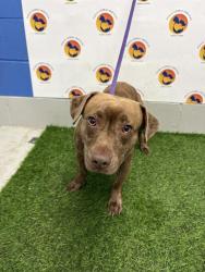 Shelter Stray Male Dog last seen SR 54, 19640 Dogpatch Ln, Land O' Lakes, FL 34638, USA