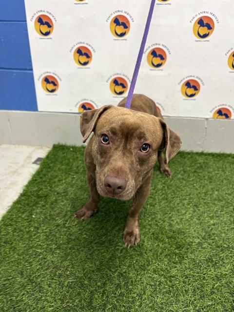 Shelter Stray Male Dog last seen SR 54, 19640 Dogpatch Ln, Land O' Lakes, FL 34638, USA