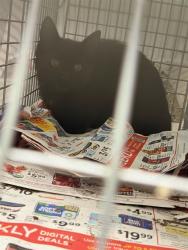 Shelter Stray Female Cat last seen Near BLOCK TUSCON ST, 12155 Park Blvd, Brighton, CO 80601, USA