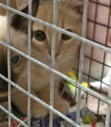 Shelter Stray Male Cat last seen Near BLOCK TUSCON ST, 12155 Park Blvd, Brighton, CO 80601, USA