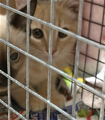 Shelter Stray Male Cat last seen Near BLOCK TUSCON ST, 12155 Park Blvd, Brighton, CO 80601, USA