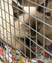 Shelter Stray Male Cat last seen Near BLOCK TUSCON ST, 12155 Park Blvd, Brighton, CO 80601, USA