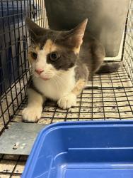 Shelter Stray Female Cat last seen Near BLOCK MAIDEN WAY, 12155 Park Blvd, Brighton, CO 80601, USA