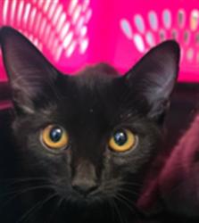 Shelter Stray Female Cat last seen , 11361 W Pico Blvd, Los Angeles, CA 90064, USA