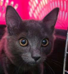 Shelter Stray Female Cat last seen , 11361 W Pico Blvd, Los Angeles, CA 90064, USA