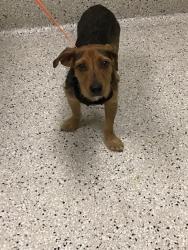 Shelter Stray Male Dog last seen 85TH/PECOS ST, 12155 Park Blvd, Brighton, CO 80601, USA