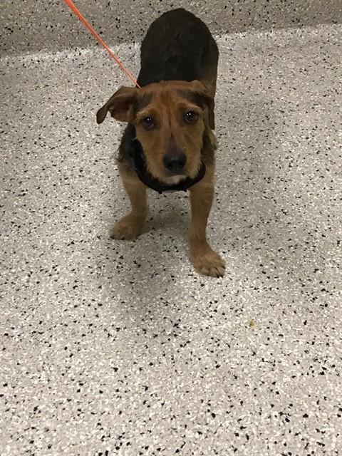 Shelter Stray Male Dog last seen 85TH/PECOS ST, 12155 Park Blvd, Brighton, CO 80601, USA