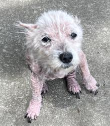 Shelter Stray Female Dog last seen Near BLOCK SCHILLER AVE, 3528 Newburg Rd, Louisville, KY 40218, USA