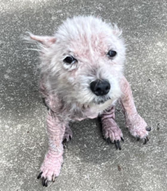 Shelter Stray Female Dog last seen Near BLOCK SCHILLER AVE, 3528 Newburg Rd, Louisville, KY 40218, USA