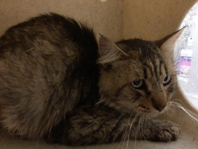 Shelter Stray Male Cat last seen Near BLOCK ALMOND DR, PERRIS CA 92571, 581 S Grand Ave, San Jacinto, CA 92582, USA