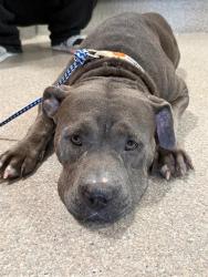 Shelter Stray Female Dog last seen Near BLOCK INDIAN OAKS CIRCLE, 3528 Newburg Rd, Louisville, KY 40218, USA