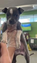 Shelter Stray Female Dog last seen Near BLOCK E ST. CATHERINE, 3528 Newburg Rd, Louisville, KY 40218, USA