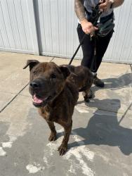 Shelter Stray Male Dog last seen Near BLOCK W BROADWAY, 3528 Newburg Rd, Louisville, KY 40218, USA