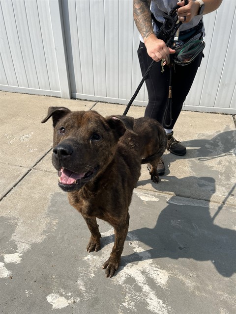 Shelter Stray Male Dog last seen Near BLOCK W BROADWAY, 3528 Newburg Rd, Louisville, KY 40218, USA