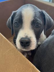 Shelter Stray Female Dog last seen Near BLOCK S BROOK ST, 3528 Newburg Rd, Louisville, KY 40218, USA