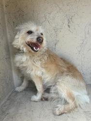 Shelter Stray Female Dog last seen Near BLOCK TENNESSEE, 3528 Newburg Rd, Louisville, KY 40218, USA