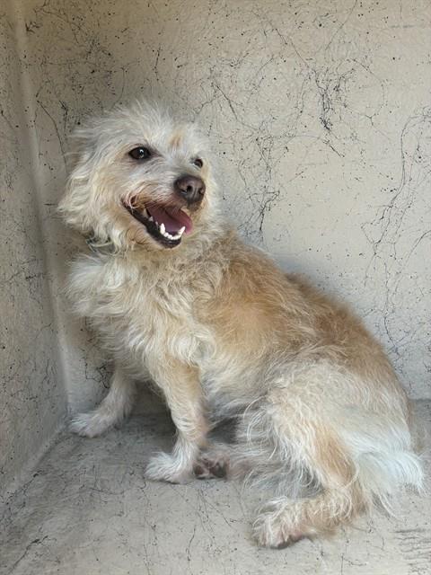 Shelter Stray Female Dog last seen Near BLOCK TENNESSEE, 3528 Newburg Rd, Louisville, KY 40218, USA