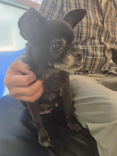 Shelter Stray Female Dog last seen Near BLOCK FRANKLIN AVE, 3528 Newburg Rd, Louisville, KY 40218, USA