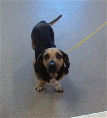 Shelter Stray Female Dog last seen Near BLOCK TAYLOR BLVD, 3528 Newburg Rd, Louisville, KY 40218, USA