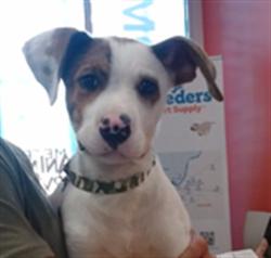Shelter Stray Male Dog last seen Near BLOCK HOUNZ LN, 3528 Newburg Rd, Louisville, KY 40218, USA