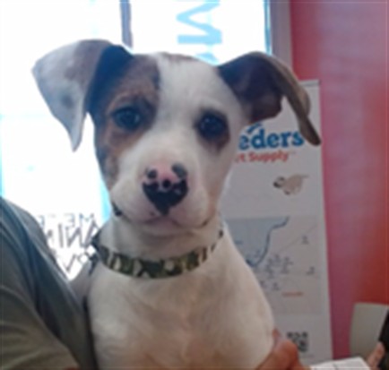 Shelter Stray Male Dog last seen Near BLOCK HOUNZ LN, 3528 Newburg Rd, Louisville, KY 40218, USA