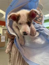 Shelter Stray Female Dog last seen Near BLOCK DIXIE HWY, 3528 Newburg Rd, Louisville, KY 40218, USA