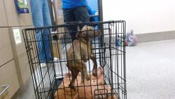 Shelter Stray Male Dog last seen HANEY WAY, 3528 Newburg Rd, Louisville, KY 40218, USA