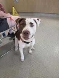 Shelter Stray Male Dog last seen Near BLOCK NORTH 23RD STREET, 3528 Newburg Rd, Louisville, KY 40218, USA