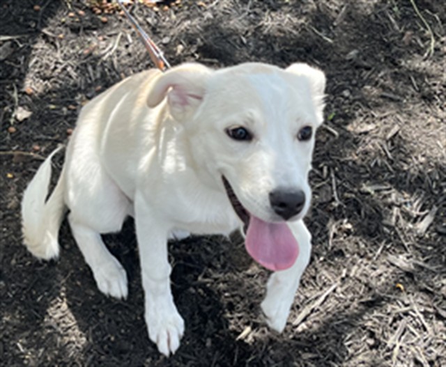 Shelter Stray Female Dog last seen Near BLOCK GOLDSMITH LANE, 3528 Newburg Rd, Louisville, KY 40218, USA