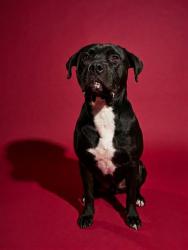 Shelter Stray Male Dog last seen Near BLOCK BENEDICT RD, 2020 Forest St, Jacksonville, FL 32204, USA