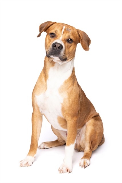 Shelter Stray Male Dog last seen Near BLOCK NE 124TH ST, 3599 NW 79th Ave, Doral, FL 33122, USA